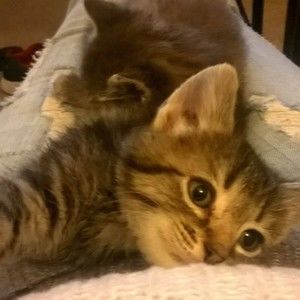 Meet your Posher, Barbara